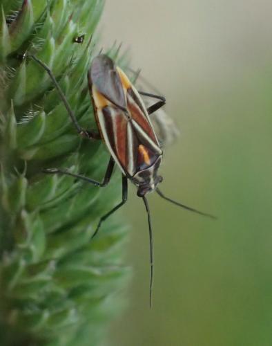 Horistus orientalis